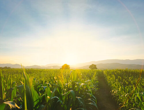 Entlastung der Landwirtschaft durch Bürokratieabbau und Deregulierung