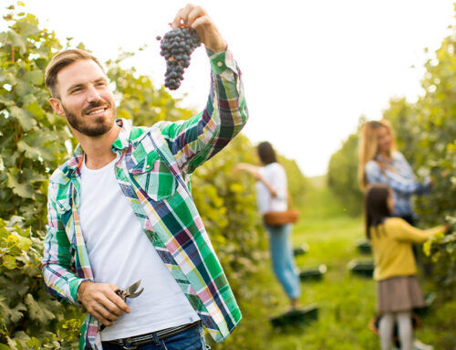 Zukunft des deutschen Weinbaus sichern – Rahmenbedingungen verbessern